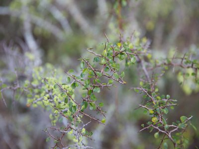 Ziziphus celata