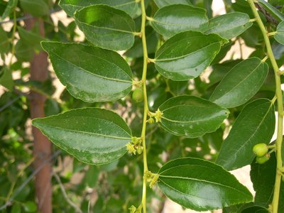 Ziziphus jujuba