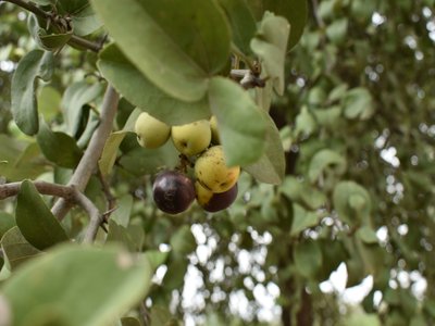 Ziziphus mistol