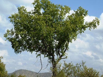 Ziziphus mucronata