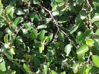 Ziziphus nummularia
