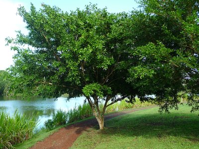 Zygia latifolia