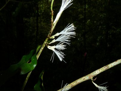 Zygia unifoliolata